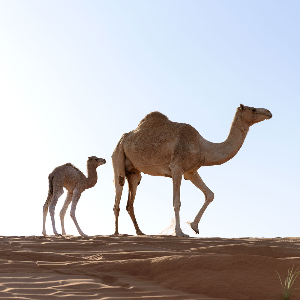 The future: one hump or two?
