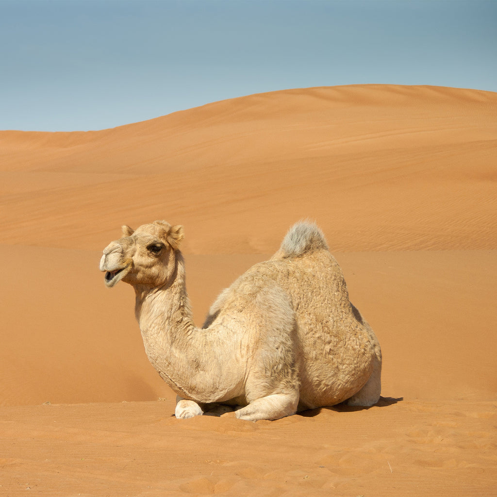 Camel Milk: Trust The Hype?