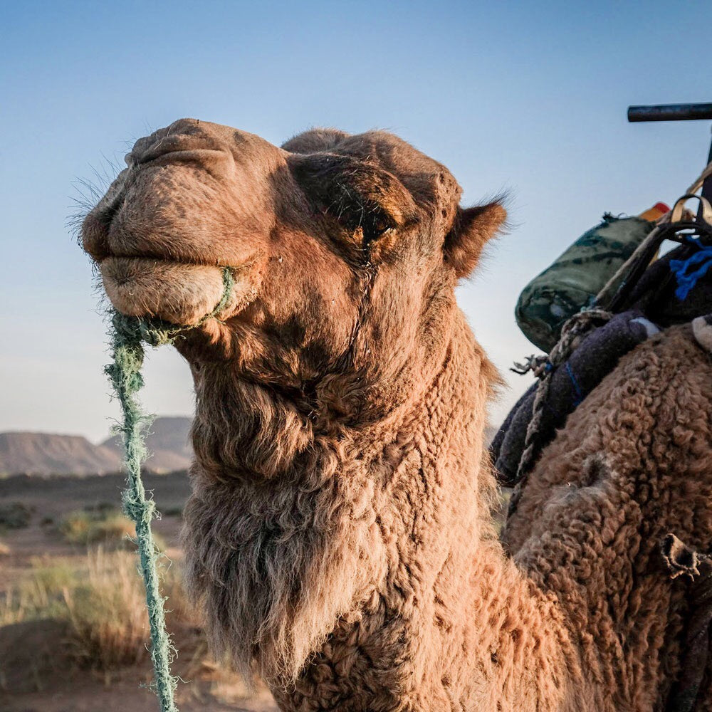 Camel Milk - The Next Superfood