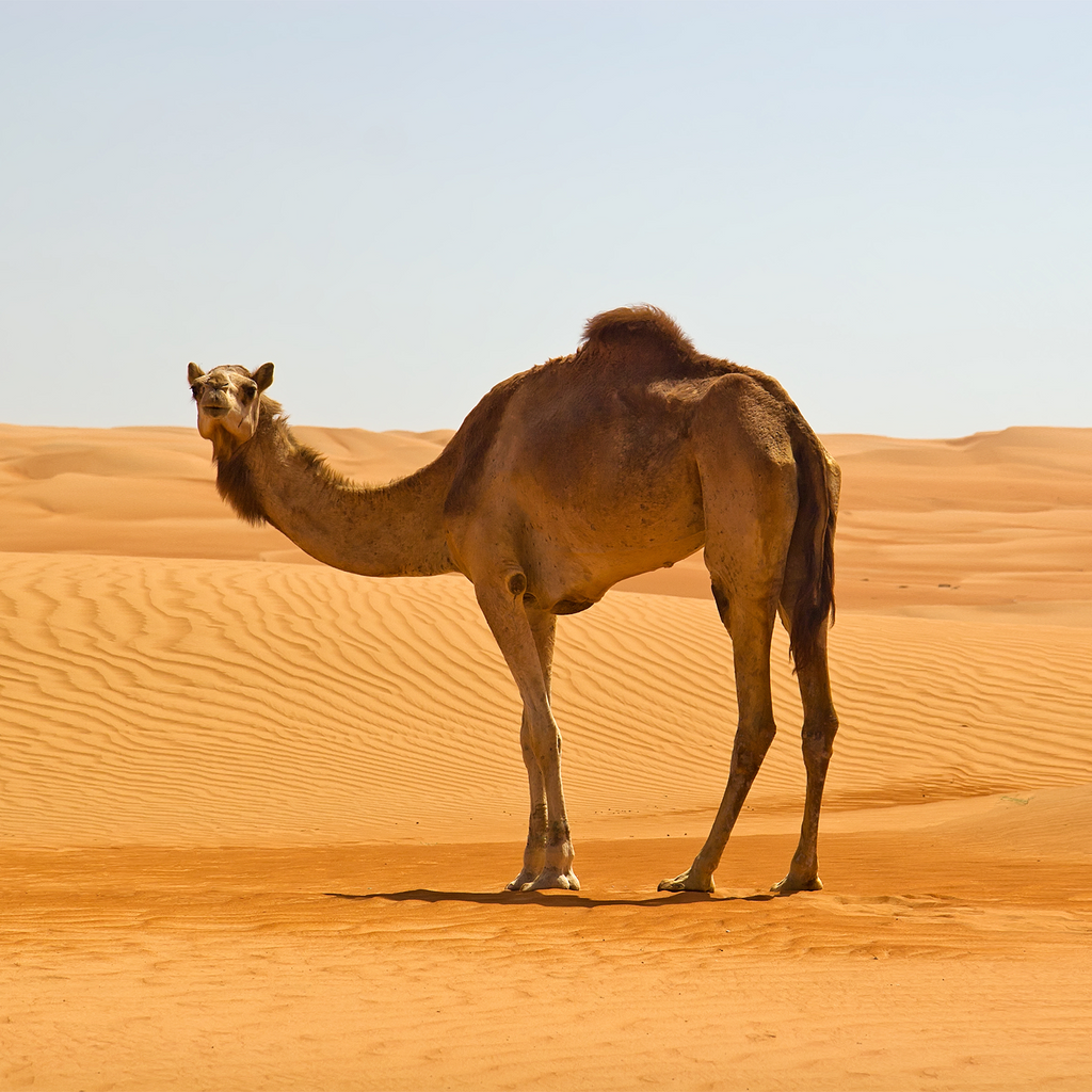 Camel Milk: Raw vs Pasteurized