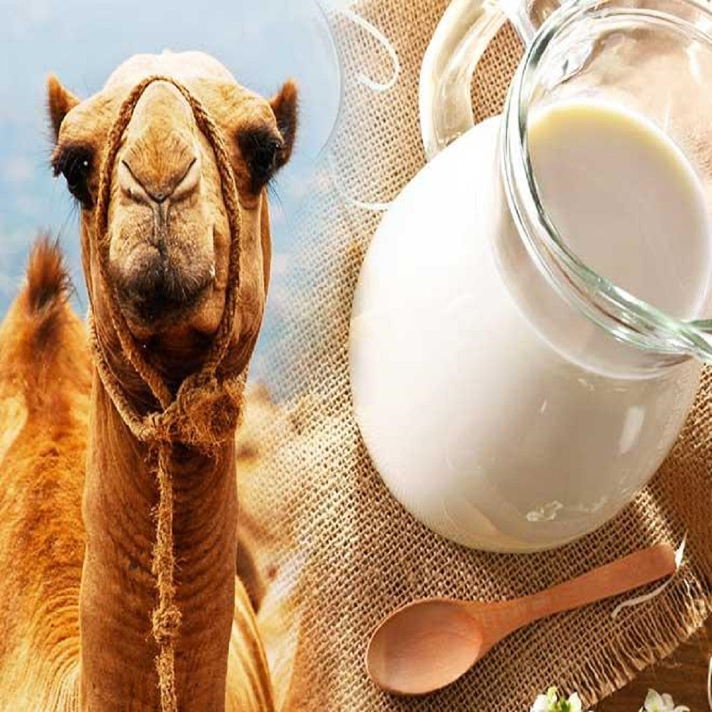 Camel Milk Market to EXPERIENCE a boom in 2020