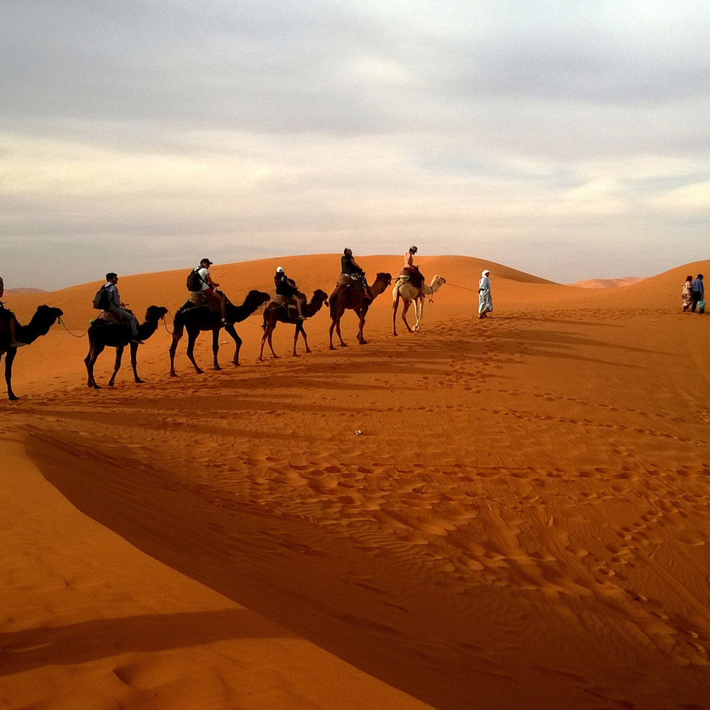 DromeDairy™ Camel Milk & Lactoferrin