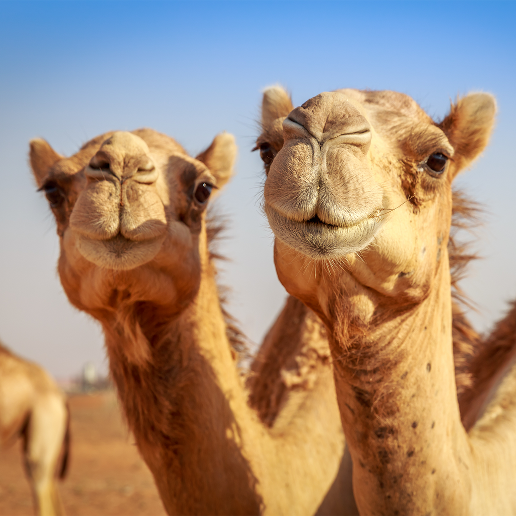 Can Camel Milk Affect Autism?