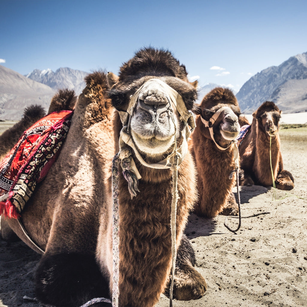 Camel Milk: Trust The Hype?