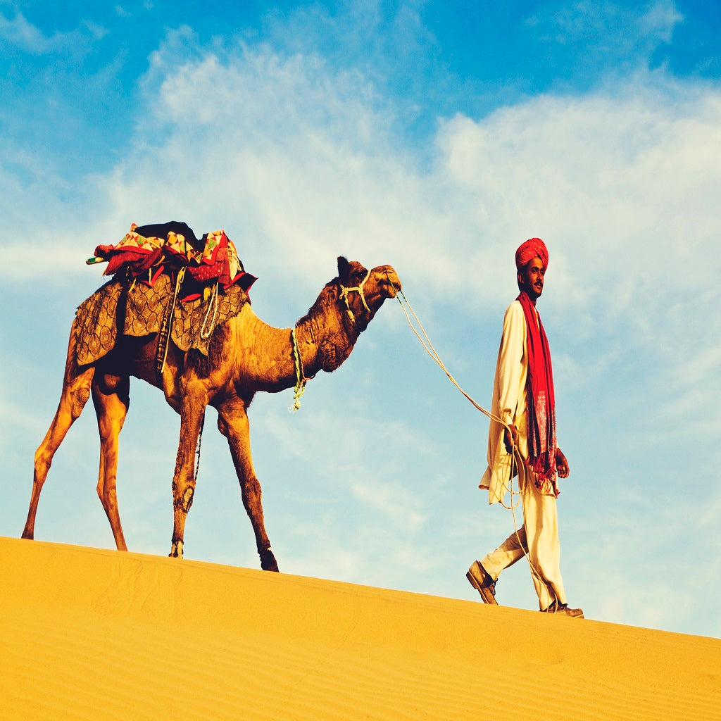 The Indian craze for Camel milk