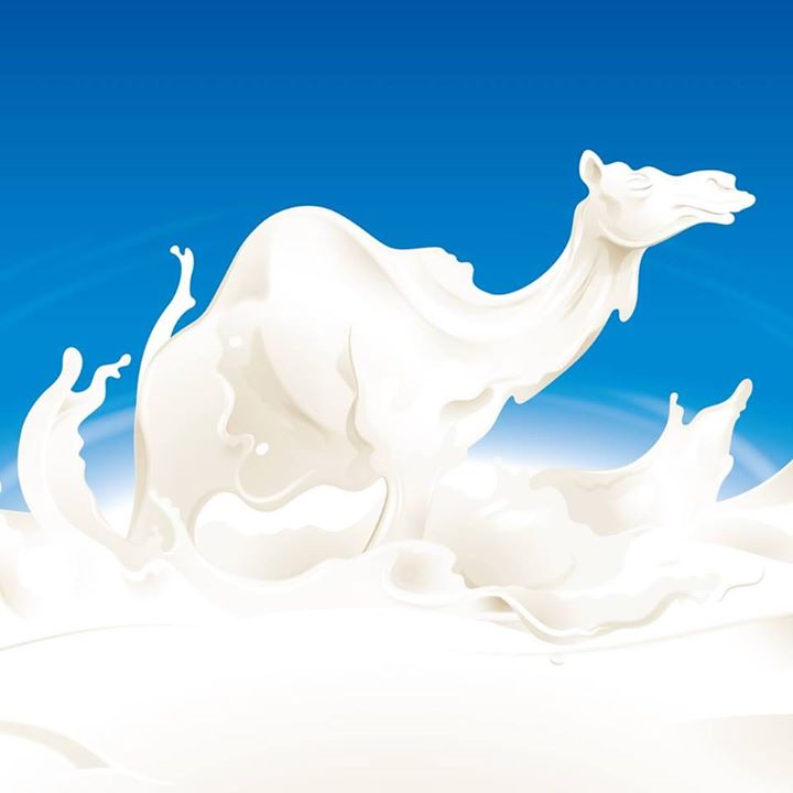 Camel milk drinkers are healthier than you!