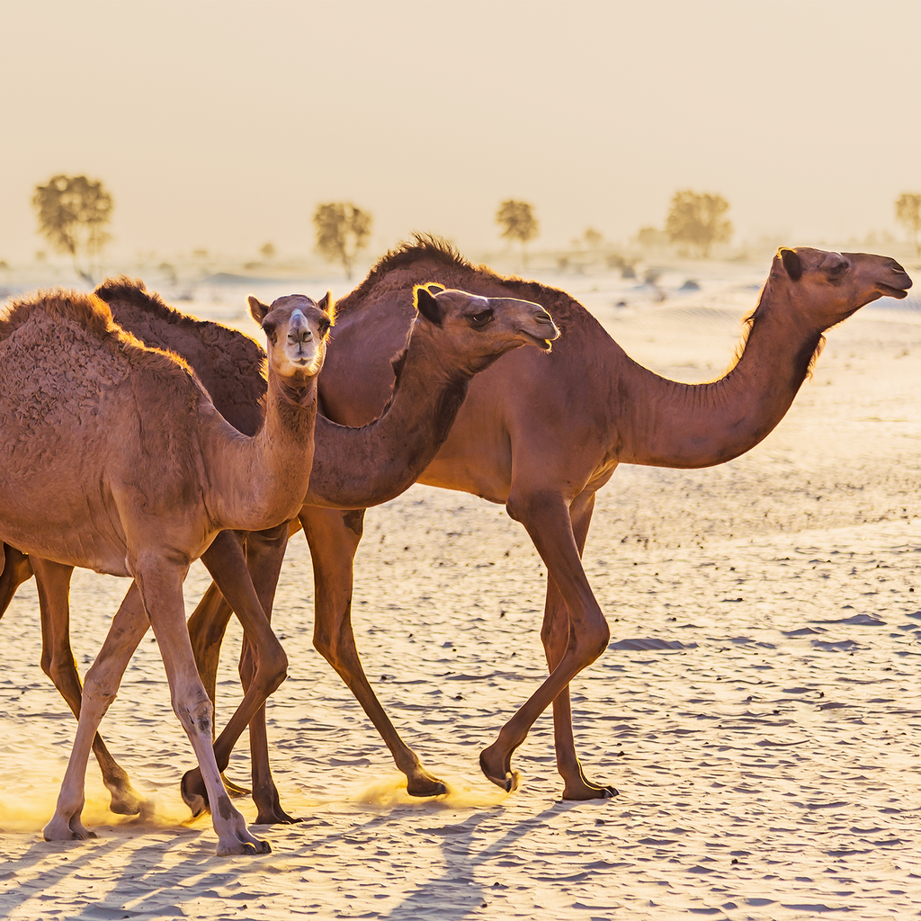Camel Milk: Quality is Our Code